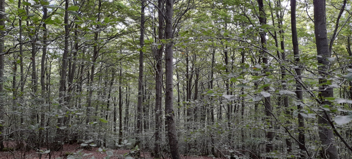 forêt